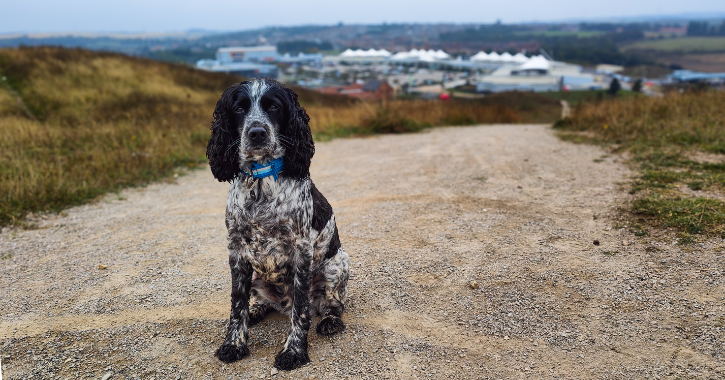 black and white dog sat on a path at the parkland of Dalton Park, with the shopping centre visible in the distance.